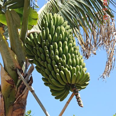 banana tree, fruit, banana, banana tree, banana tree, banana tree, banana tree, banana tree